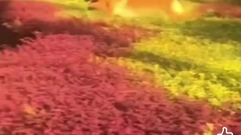 The ultimate super dog