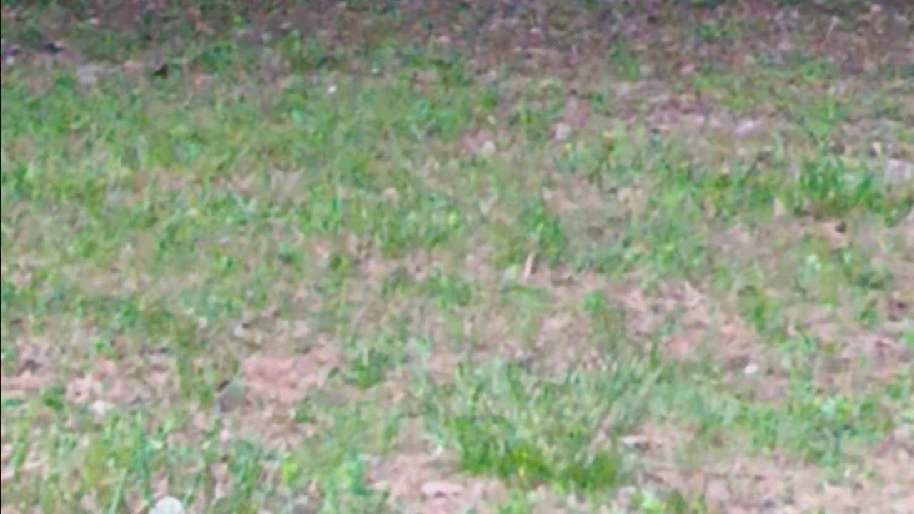 Raccon eating.