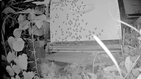 Wednesday Morning Peek at a Beehive