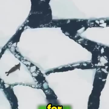 Shocking Secrets of Orcas: The Ocean’s Ruthless Apex Predator Revealed!