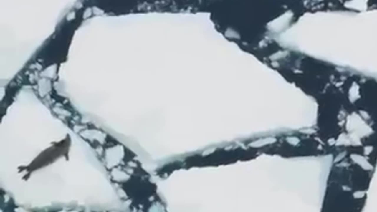 Shocking Secrets of Orcas: The Ocean’s Ruthless Apex Predator Revealed!