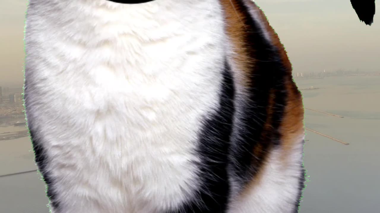Fix the cat part right place