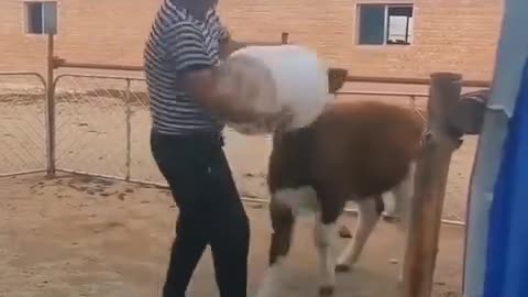Latest animal funny video