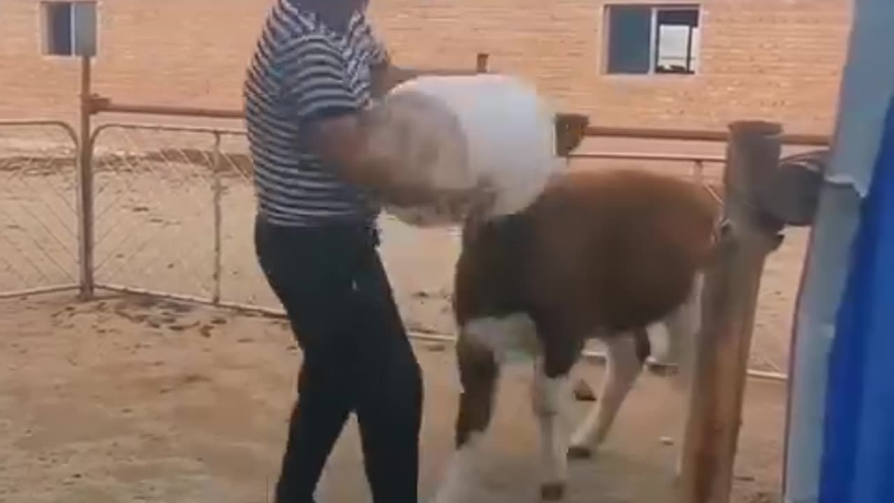 Latest animal funny video