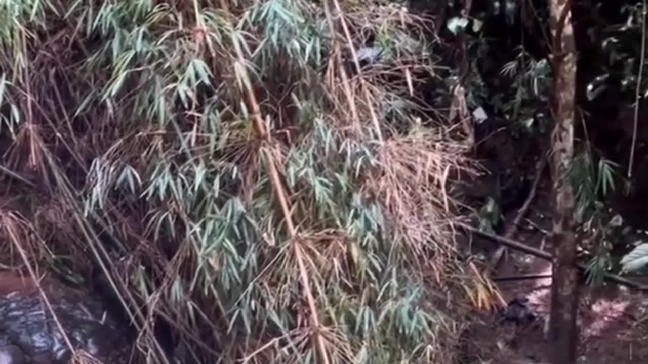 In Thailand, a massive rock that looks just like a giant snake has gone viral