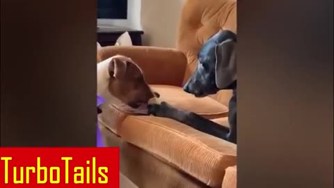 How Ultimate Funny DOGS Compilation! Can Make You Sick