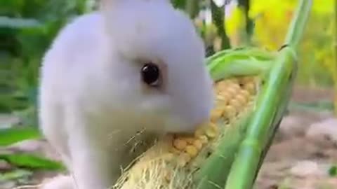 Rabbit 🐰 lifestyle