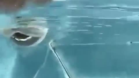 A typical camel can drink 200 liters of water in 3 minutes.. 🐪🥹