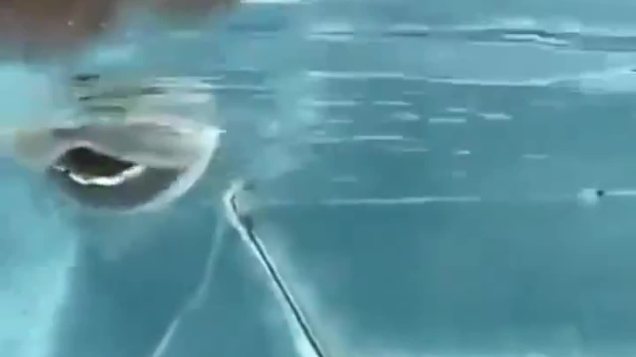 A typical camel can drink 200 liters of water in 3 minutes.. 🐪🥹