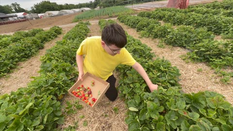 #StrawberryPicking at #FarmsviewRoadStand