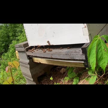 Thursday Morning long cut