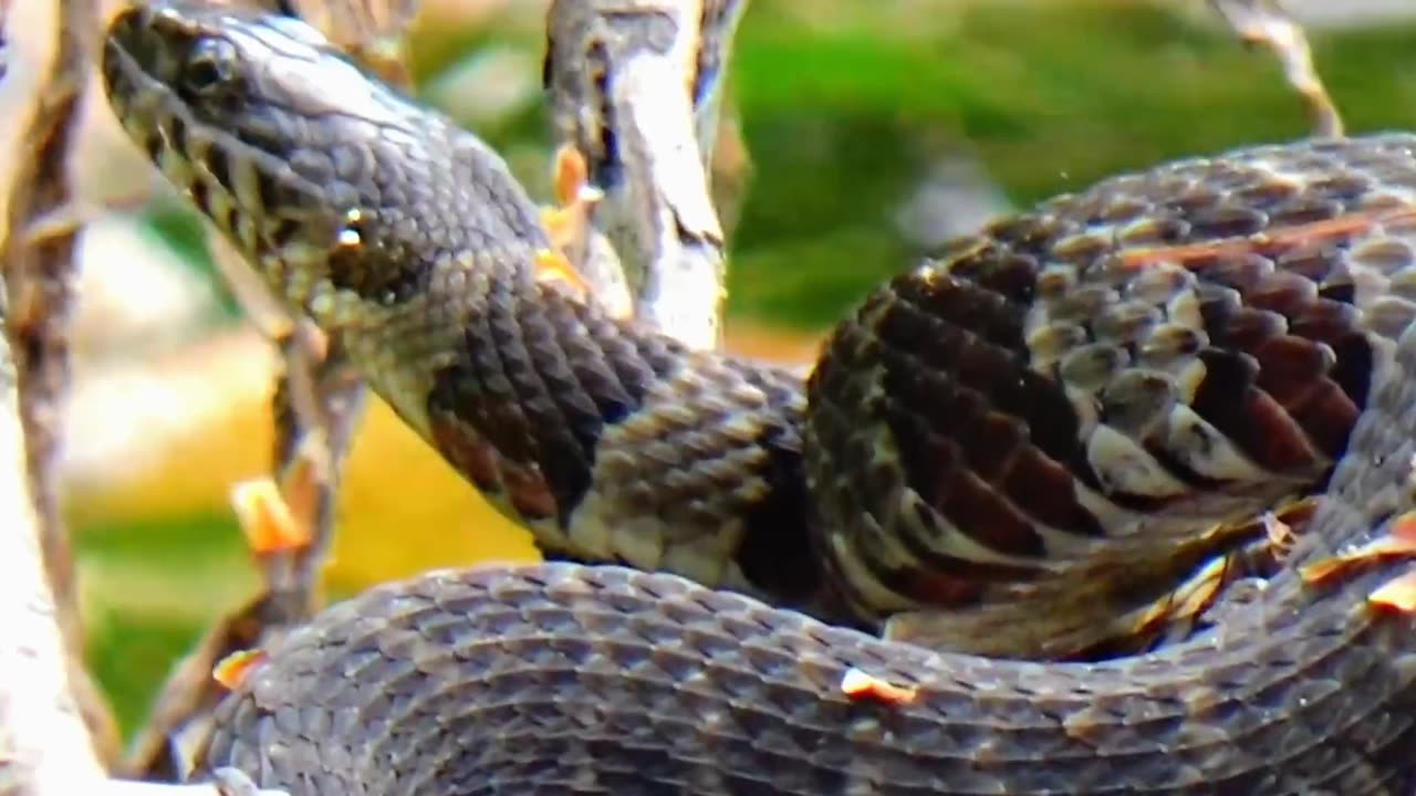 Water Snake