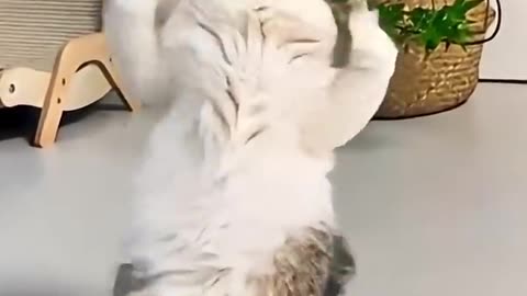 Very brilliant cat dancing.