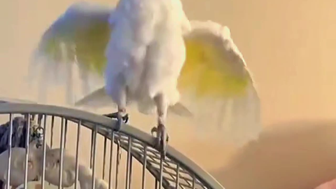 a parrot that never gets boring — nonstop fun! 😂