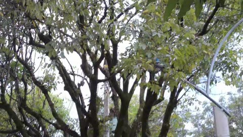 Paseo por La Setenta en Laureles Medellín | Consejos y experiencias