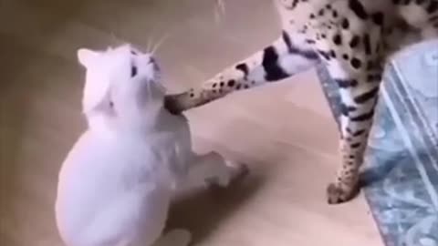 Viral: Chester & Snowball