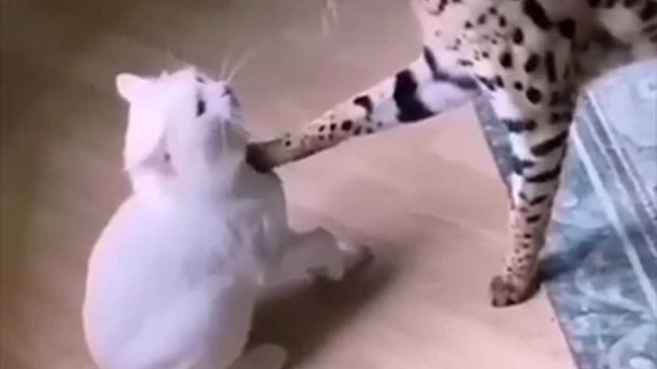 Viral: Chester & Snowball