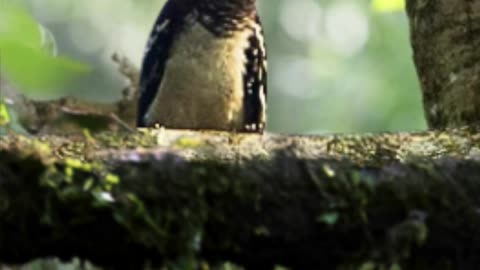 The Bird That Walls Herself Inside a Tree!? #wildlifewonders #animallovers