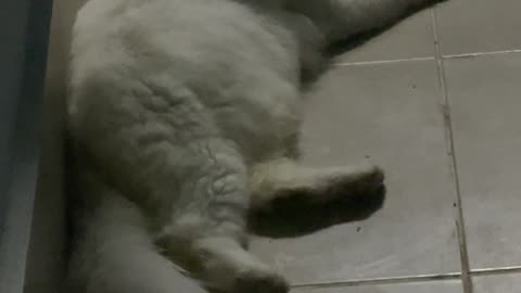 Cat white