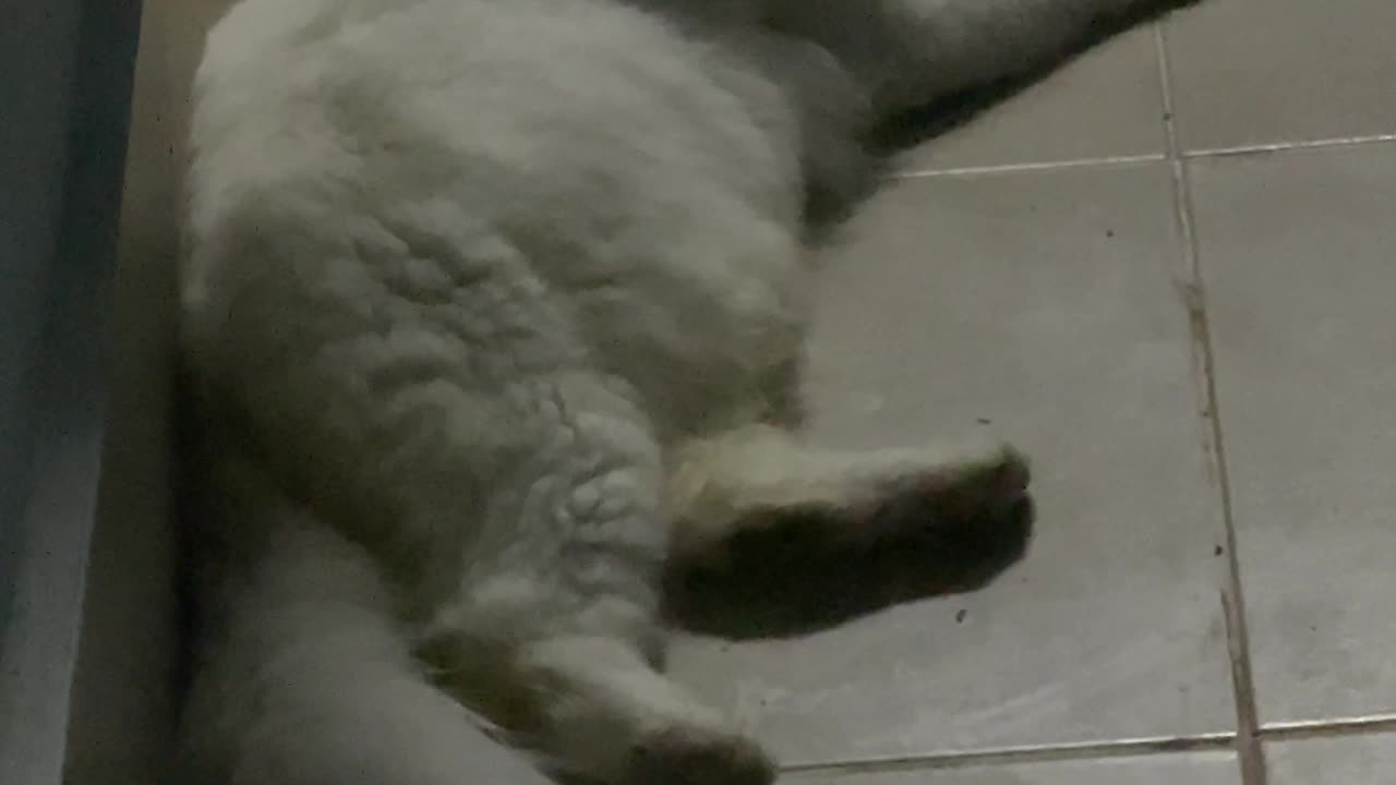 Cat white