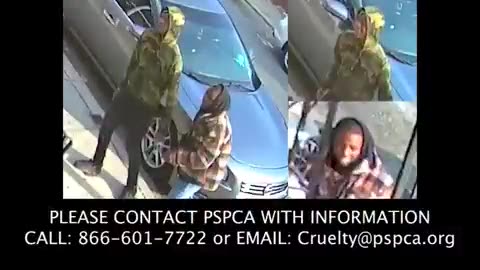 Blacks Sic Their Pit Bulls On Stray Cat While Laughing SICKENING