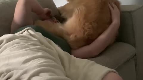 Golden Retriever Sits With No Regard For Auntie