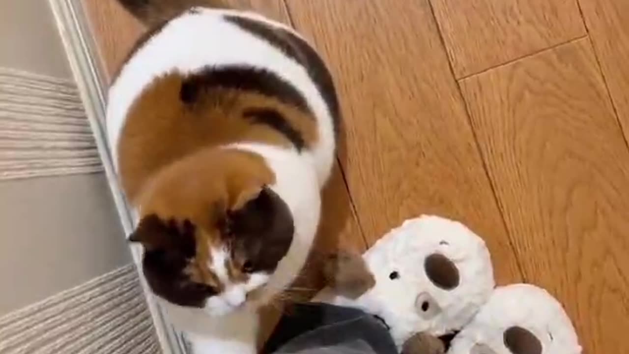Can you please deal with me