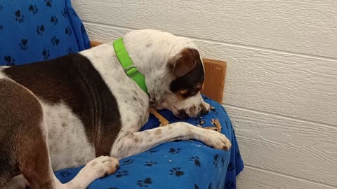 Teeny 3y A754834 hungry but need slow&space from him@TRN, from kennel 174 PACC shelter918