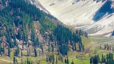 Peaceful Mountain Valley | Cows Grazing by the River in Scenic America