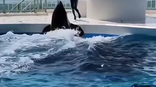 Beautiful performance by killer whale and man
