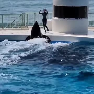 Beautiful performance by killer whale and man
