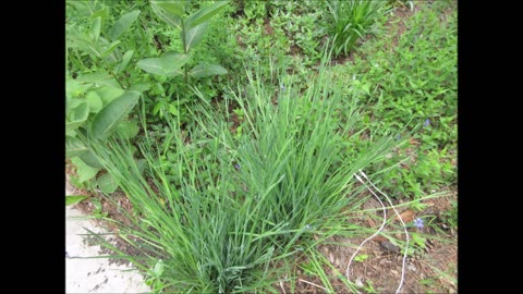 Beautiful Star Flowers Blue Eyed Grass June 2022