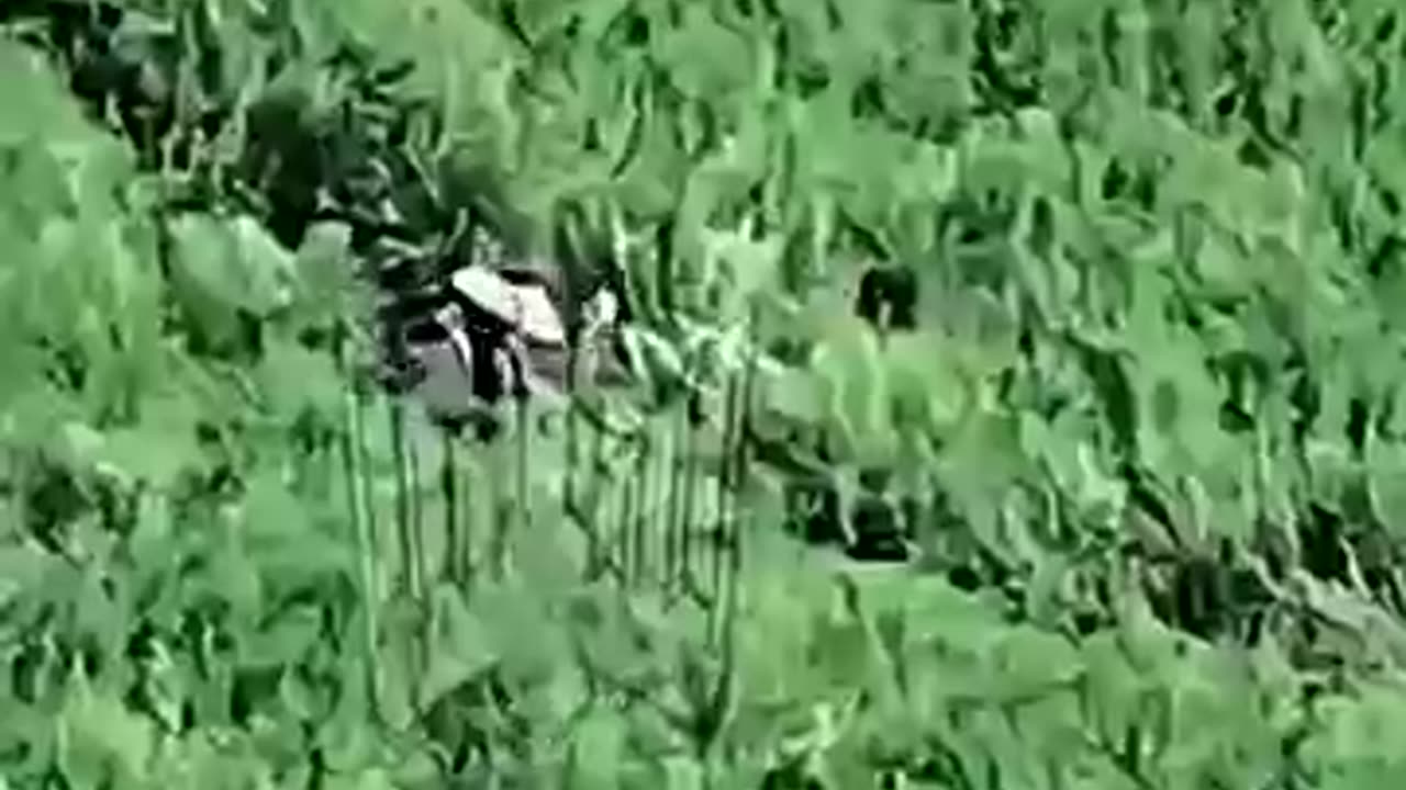 Amazing: This Russian Soldier Fails to Stop Ukrainian FPV Drone with Grenade