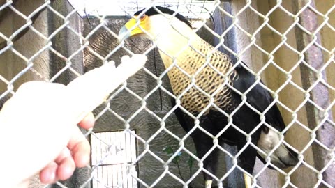 Caracara Feeding @ Puerto Vallarta Zoo (Jalisco, Mexico) 16