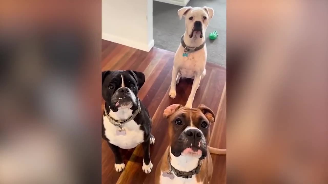 Funny Cats and Dogs Compilation | FurVibes Compilation #4