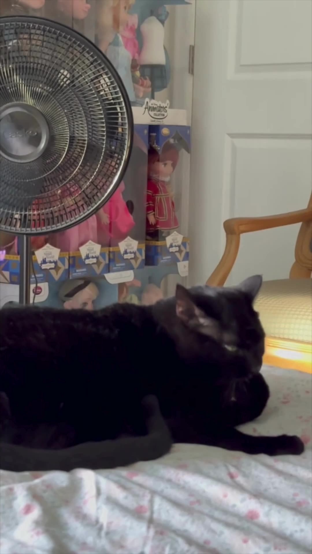 Cute Precious Piper Does Her Nails on the Bed - My Adopted Shelter Cat Vlog #shorts