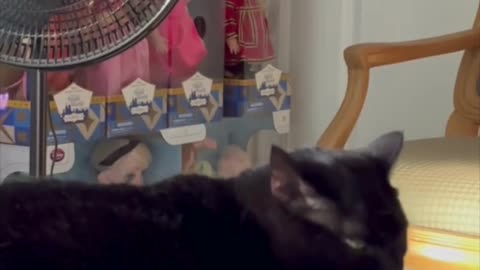 Cute Precious Piper Does Her Nails on the Bed - My Adopted Shelter Cat Vlog #shorts