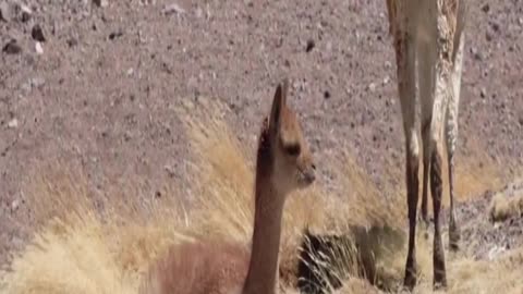vicuña