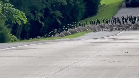 Holy Gaggle