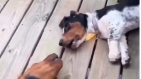 😂🐶 The LAZIEST Dog Fight Ever! | FunFM