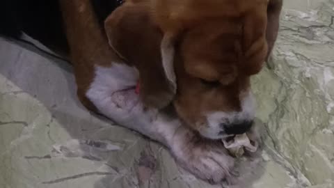 Beagle enjoying meal