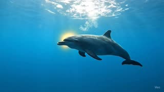 Dolphin 🐬 Jesus