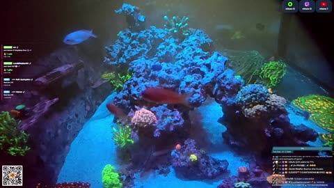 24/7 Real Live Reef Stream