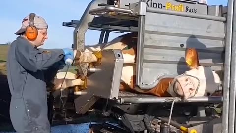 A Modern Way to Bathe Cattle