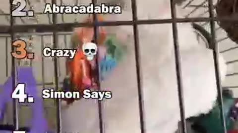 Ranking The Best Parrot Moments🦜😂 | You Won’t Believe #4