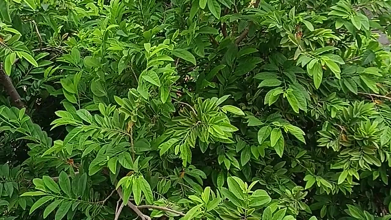 Nature