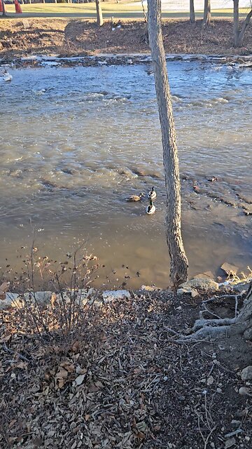 Balmy Day for Ducks in Naperville