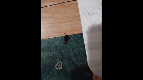 wth kina bug is this