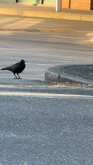 Funny crow at the mall June 2025