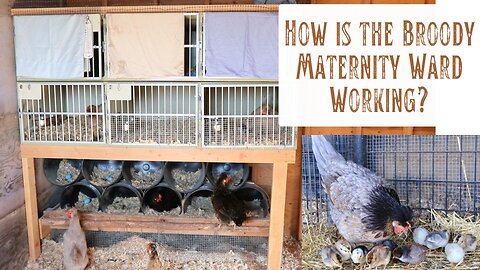 How is Our Broody Maternity Ward Working? Icelandic Hen are Great Mamas! & Tough Viking Chicks